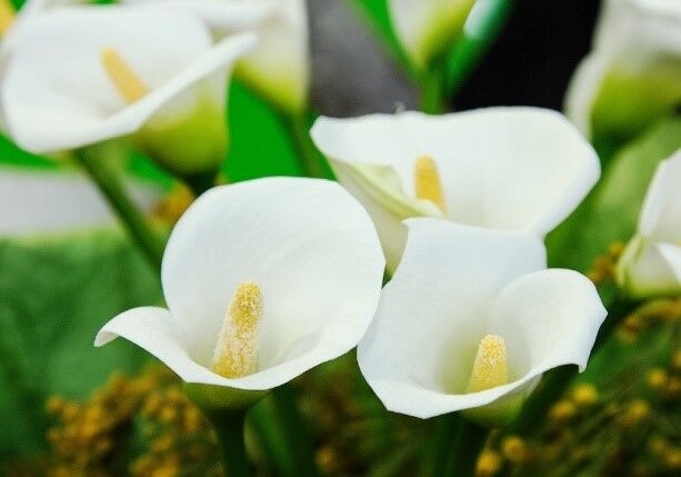 Kala (Calla Lily) 