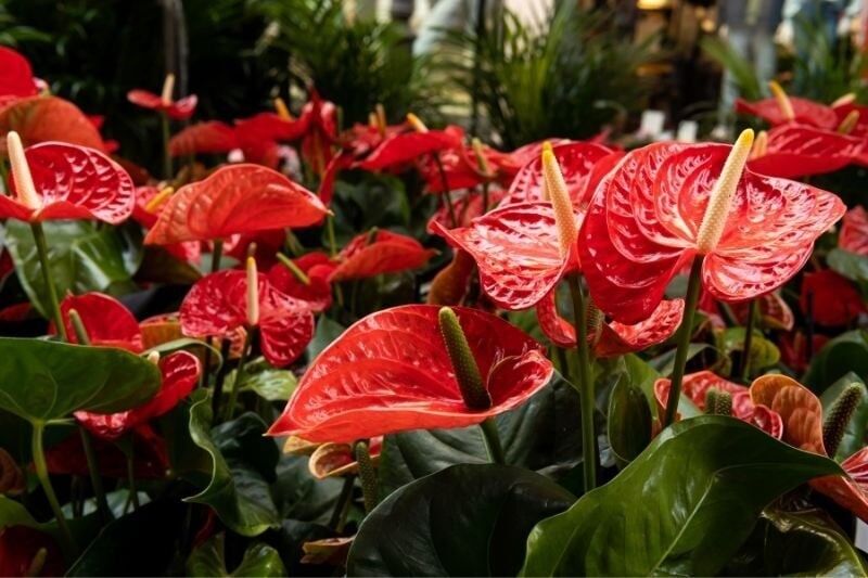 Antoryum (Anthurium). 