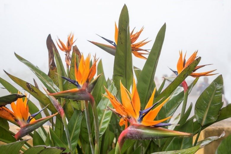 Strelitzia