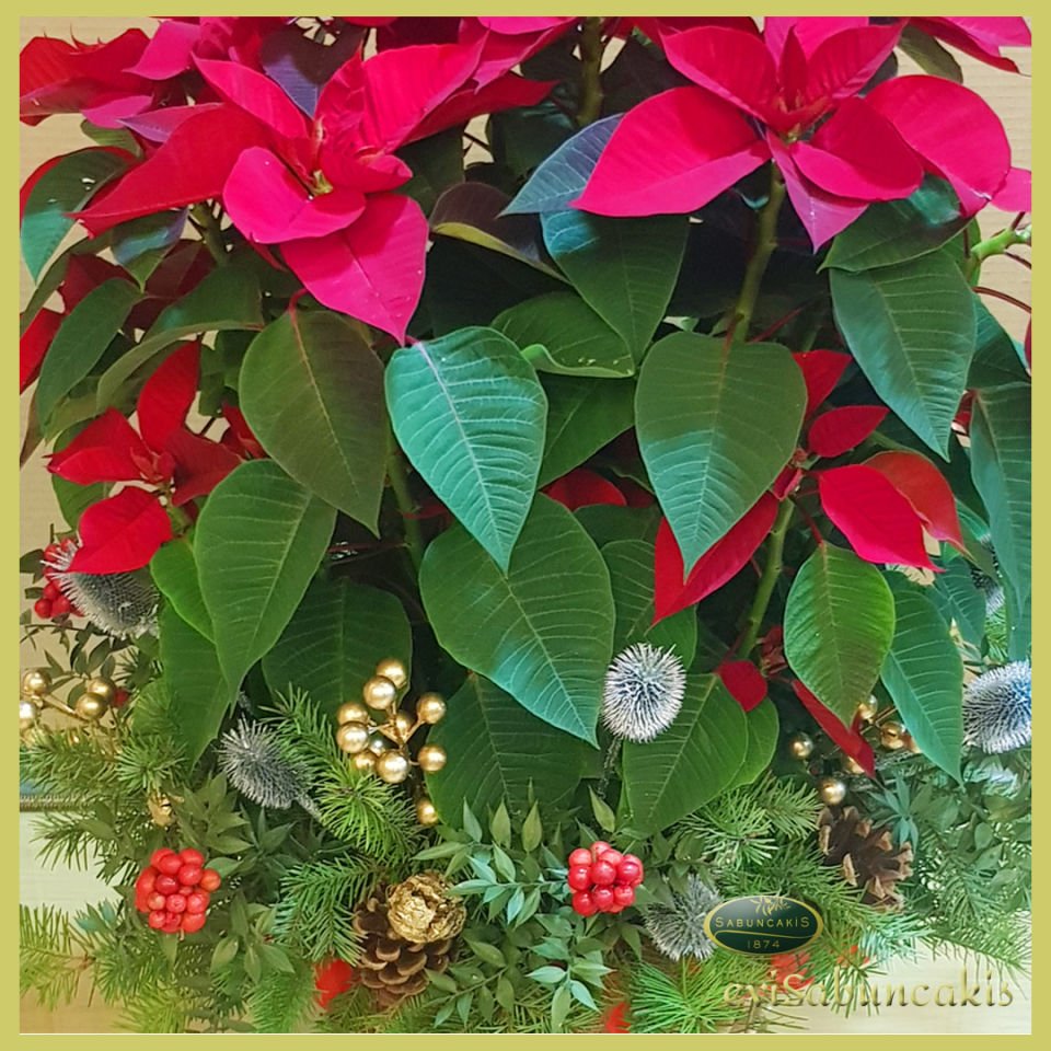 Magic Poinsettia 2 lİ