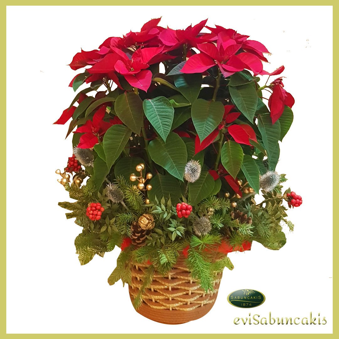 Magic Poinsettia 2 lİ