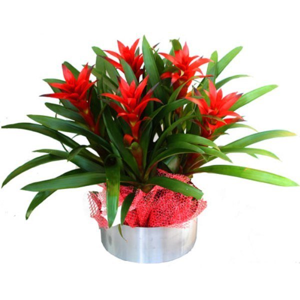 Guzmania Aranjman BÜYÜK BOY 7 DAL