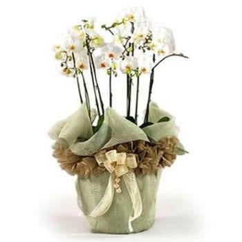 Beyaz Kuğular (Orkide)