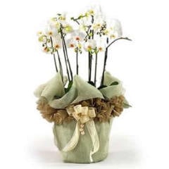 Beyaz Kuğular (Orkide)