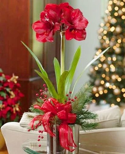 Kırmızı Amaryllis