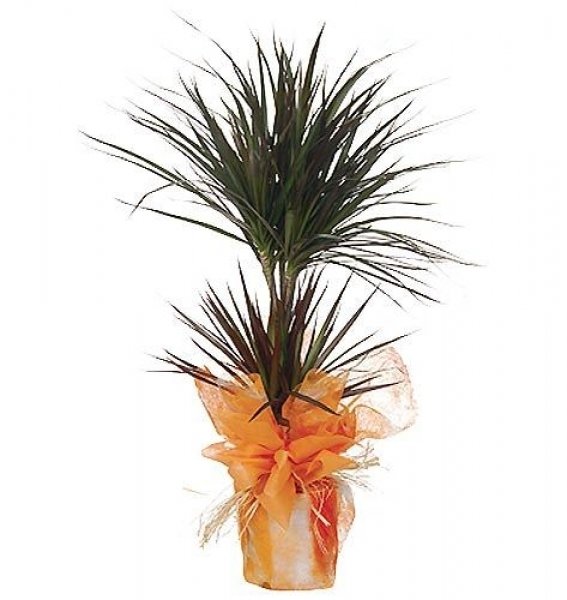 Draceana Marginata KÜÇÜK BOY 1m