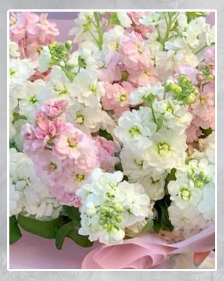 ŞenŞebboy Mucizesi