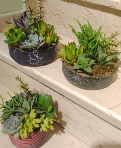 Mini Skulent Bahçe