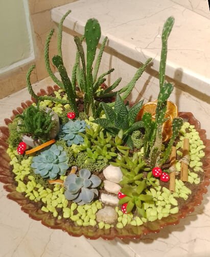 İstiritye Skulent Bahçe