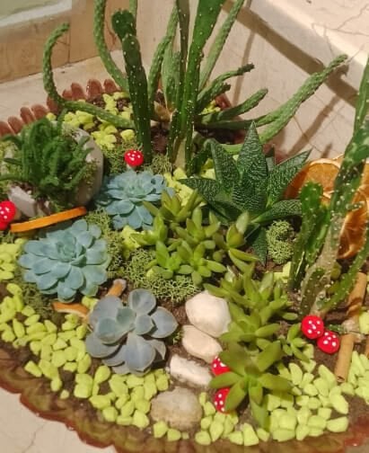 İstiritye Skulent Bahçe