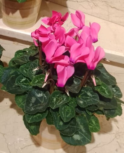 Mini Saksıda Sklamen