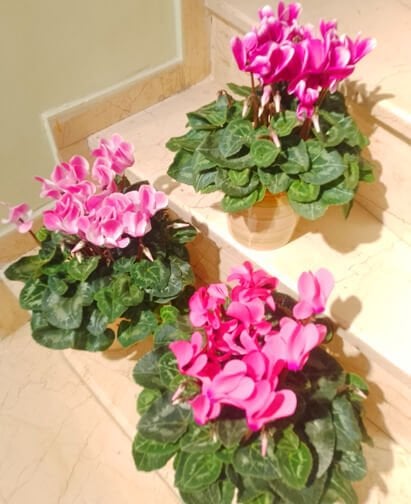 Mini Saksıda Sklamen