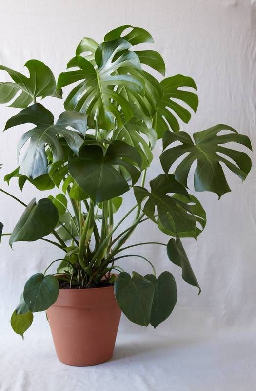 Deve Tabanı - Monstera