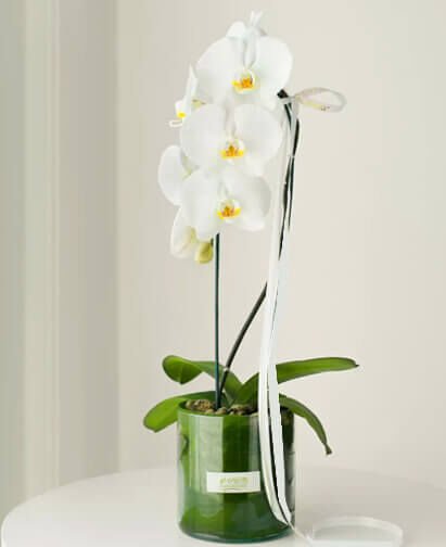 Optimum Orkide