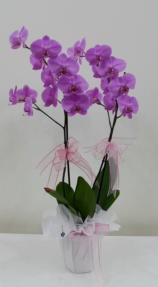 Premium Mor Orkide