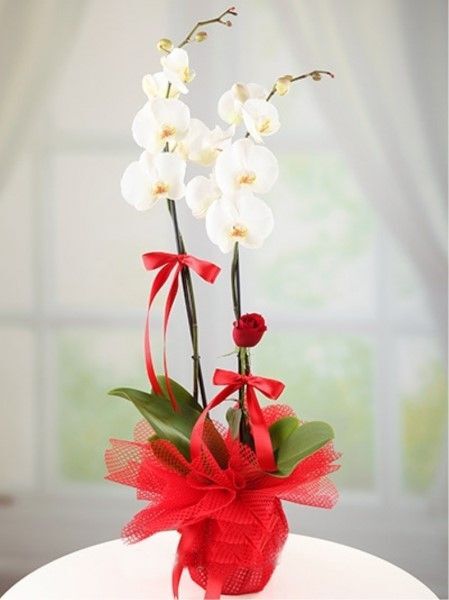 Aşkın Beyaz Dokunuşu