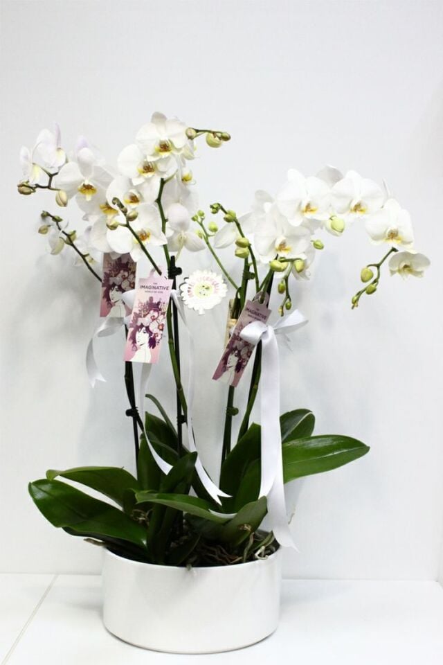 Beyaz Aşk Senfonisi