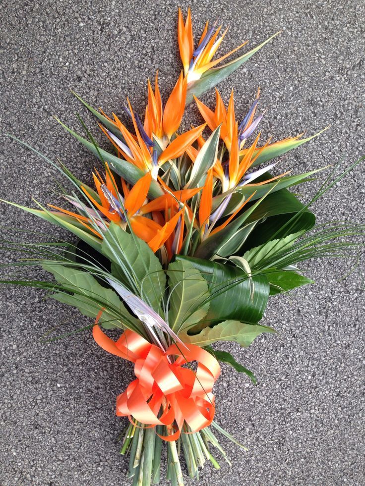 Bird Of Paradise