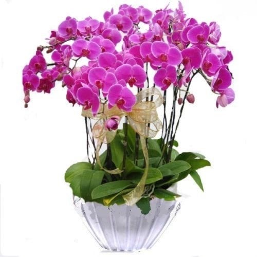 VIP Mor Orkide Aranjmanı