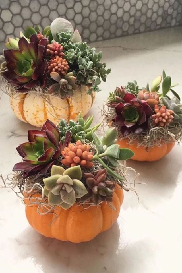 Pumpkin Succulents Tasarımı